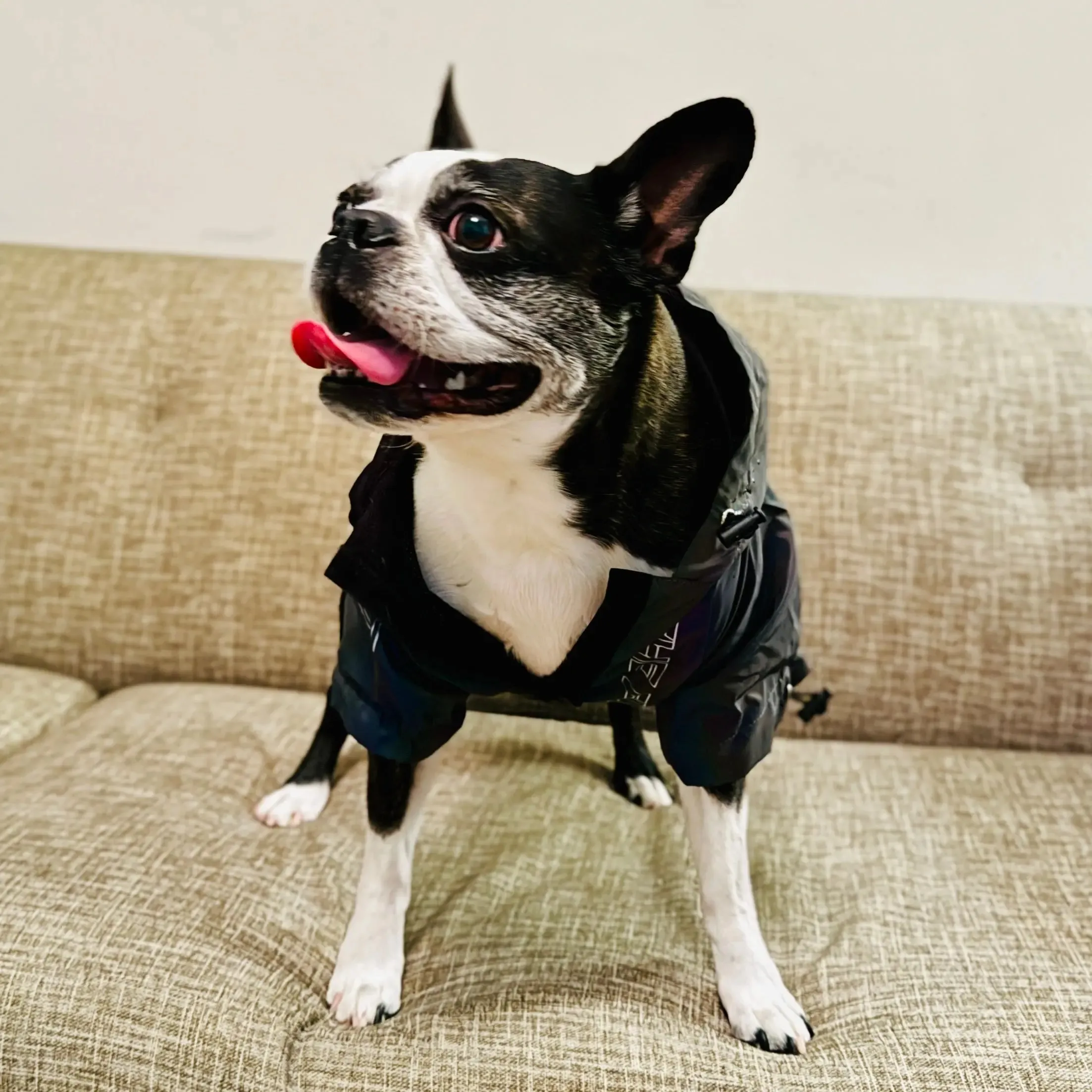 Anniepaw Fashion Flashing Dog Hoodie: Reflective Jacket Clothing for Small to Large Pets