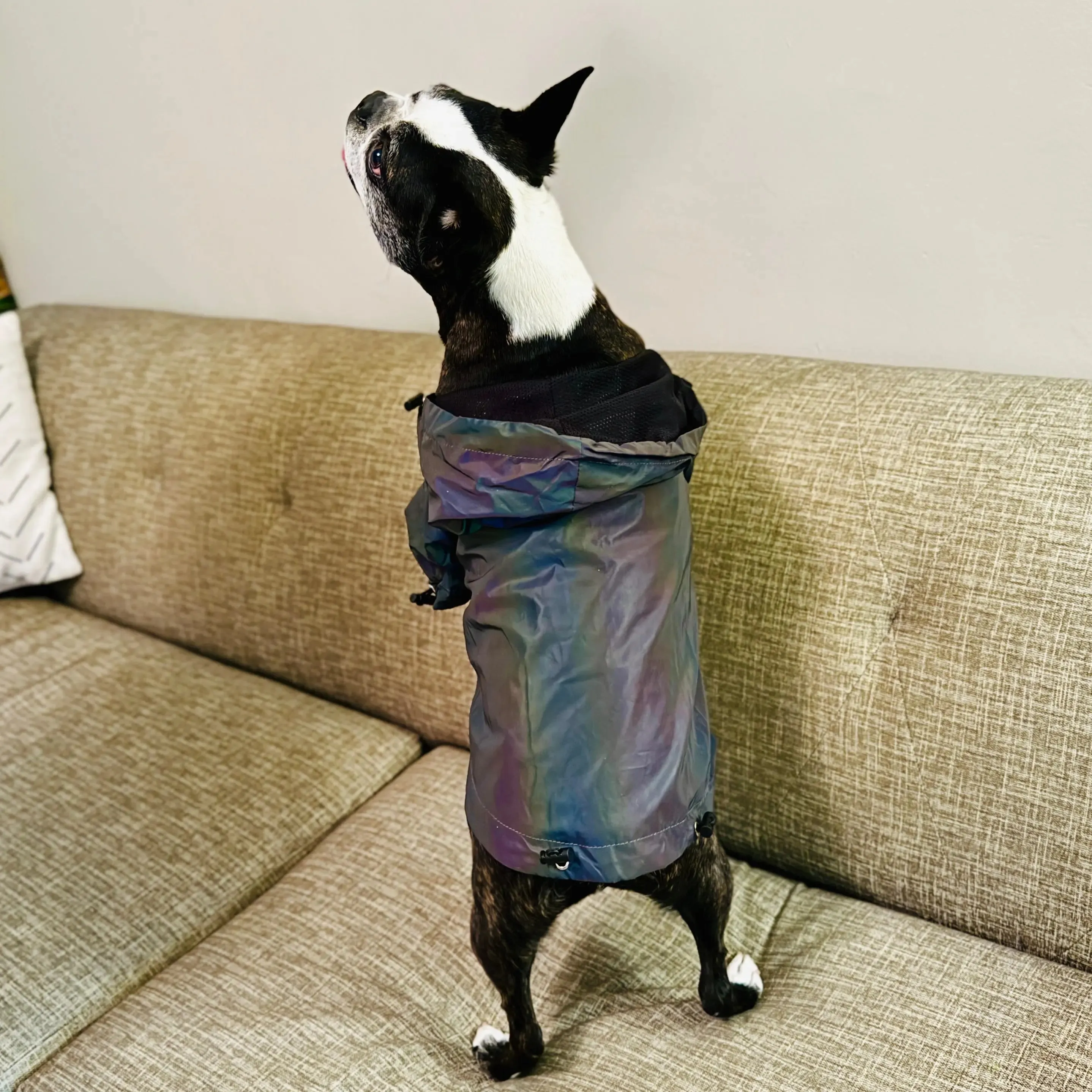 Anniepaw Fashion Flashing Dog Hoodie: Reflective Jacket Clothing for Small to Large Pets